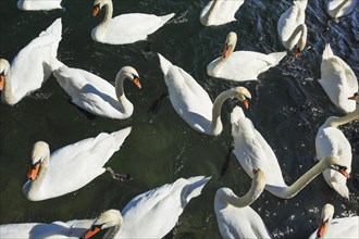 Mute swans