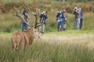 Red Deer or Hart