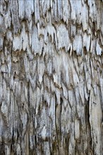 Weathered wood shingles