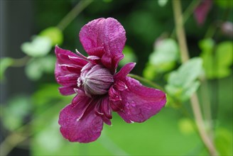 (Clematis) viticella, variety Purpurea Plena Elegans