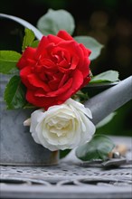 Rose blossom with watering can and garden shears