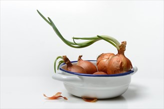 Onions with shoots in skin