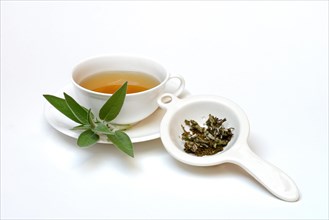(Salvia officinalis) sage tea, sage leaves, Common sage