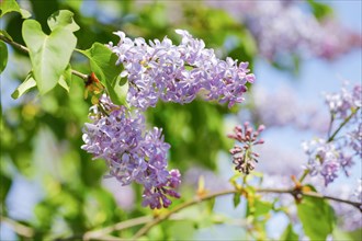 Common Common Lilac