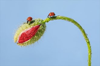 Two-spotted ladybird on poppy flower