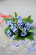 Forget-me-not