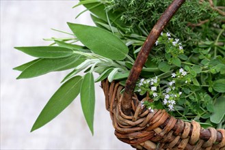 Kitchen herbs in basket
