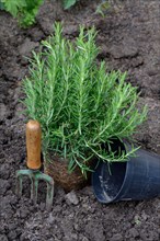 Rosemary