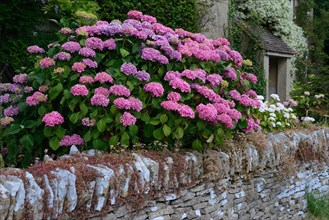 Hydrangea