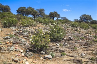 Typical landscape in the Sierra Morena
