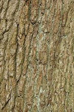 Detail of oak bark