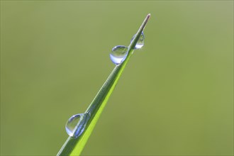 Blade of grass with dew drops