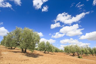 Olive groves along the A311