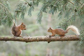 Red Squirrel