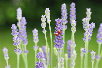 Two-spotted ladybird on lavender flower