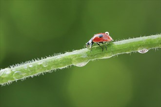 Two-spot ladybird on blade of grass