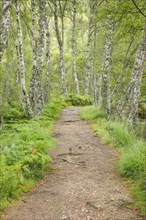 Footpath in birch forest