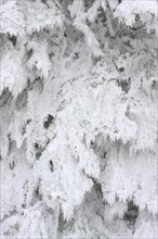 Norway spruce