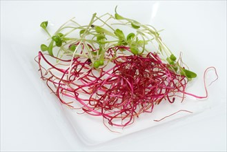 Beetroot sprouts