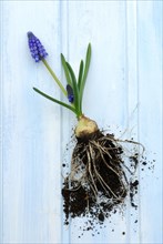 Grape hyacinth with root bulb