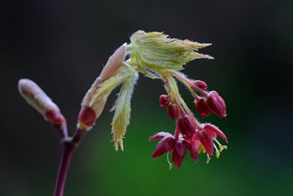 Flowers and leaf shoots