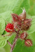 Japanese Wineberry