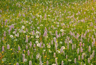 Alpine flower meadow
