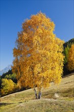Birch in Lower Engadine