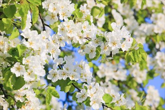 Blossoming pear tree in spring