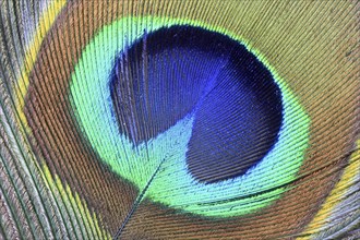 Tail feather of a peacock