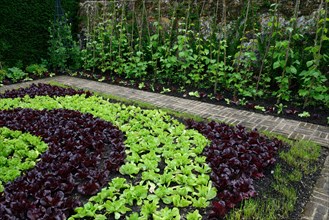 Salad cultivation in pattern