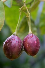 Tree tomato