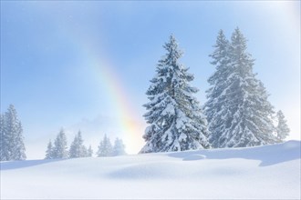 Snowy firs with rainbow