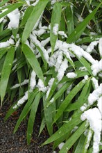 Bamboo bush with snow