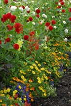 Flowerbed with spider flower-bed and dahlias