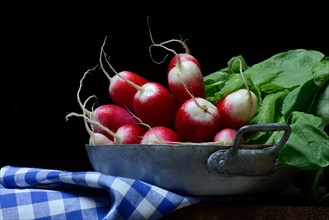 Red-white Red Radish