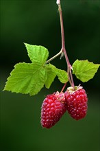 Rubusboysenberry and raspberry cross