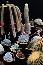 Different cacti and thick leaf plants with designation