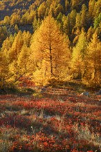 Larch forest and blueberry bushes