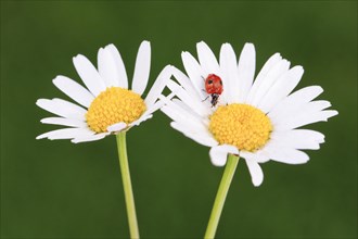Two-spotted ladybird on daisy