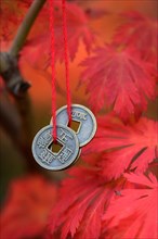 Chinese lucky coins on maple tree