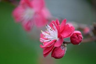 Japanese ornamental peach