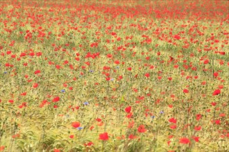Wheat and poppy field