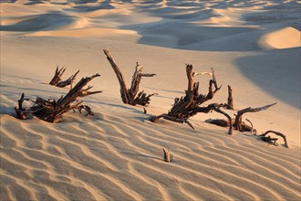 Mesquite Flats Sand Dunes