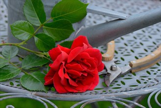 Rose blossom with watering can and garden shears