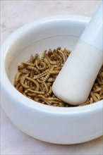 Mealworms in grating bowl