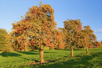 Pear trees in autumn