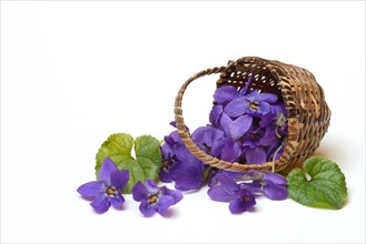 Wood violet