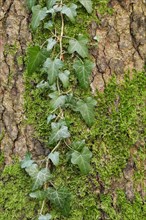 Common ivy on tree trunk in forest