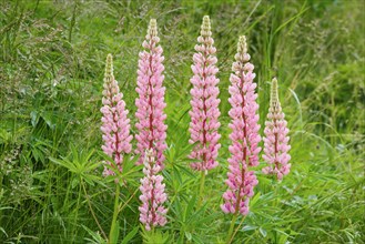 Multileaved lupin